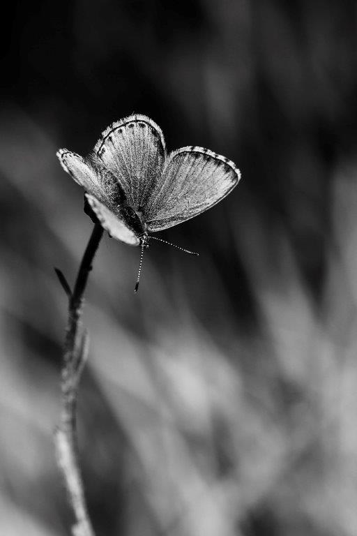 014 copie