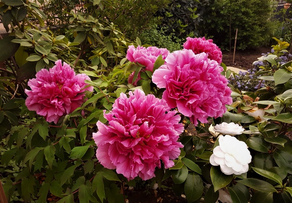 20 04 mon jardin 002
