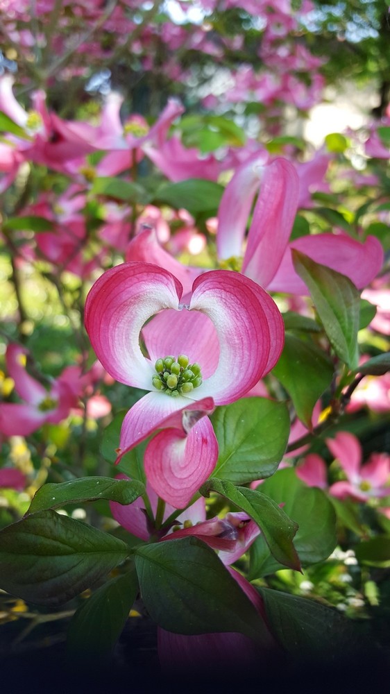 20 04 mon jardin 003