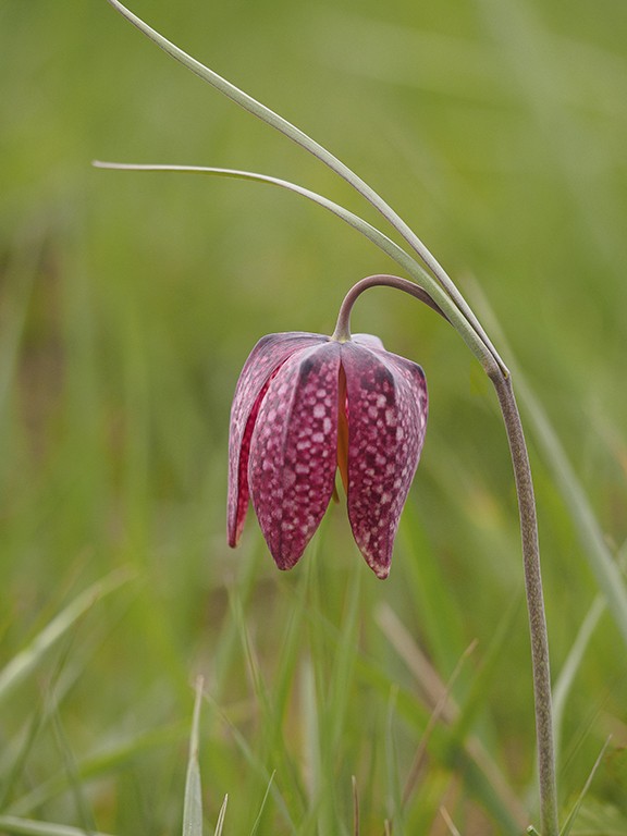 Fritilaire