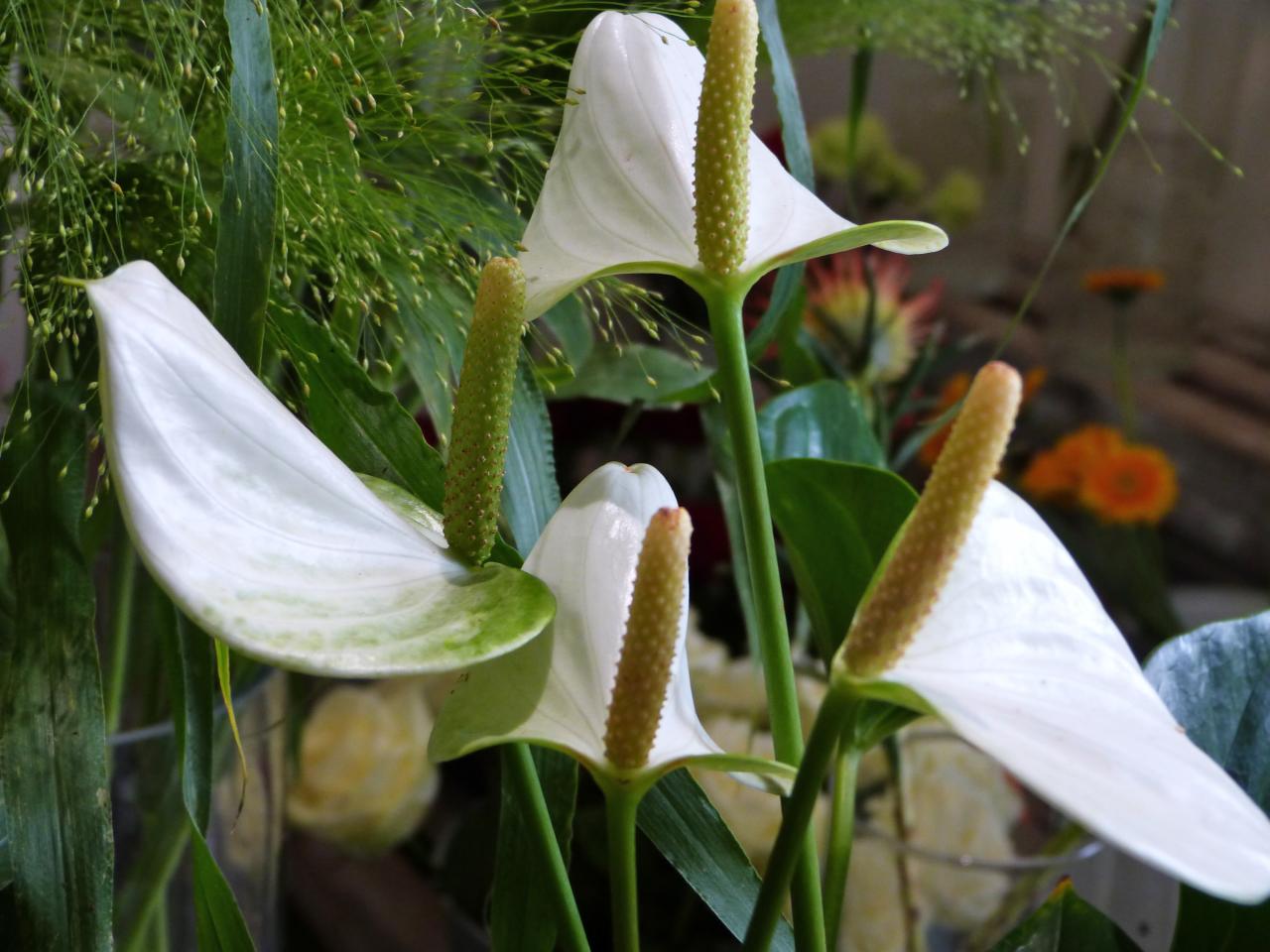 anthurium