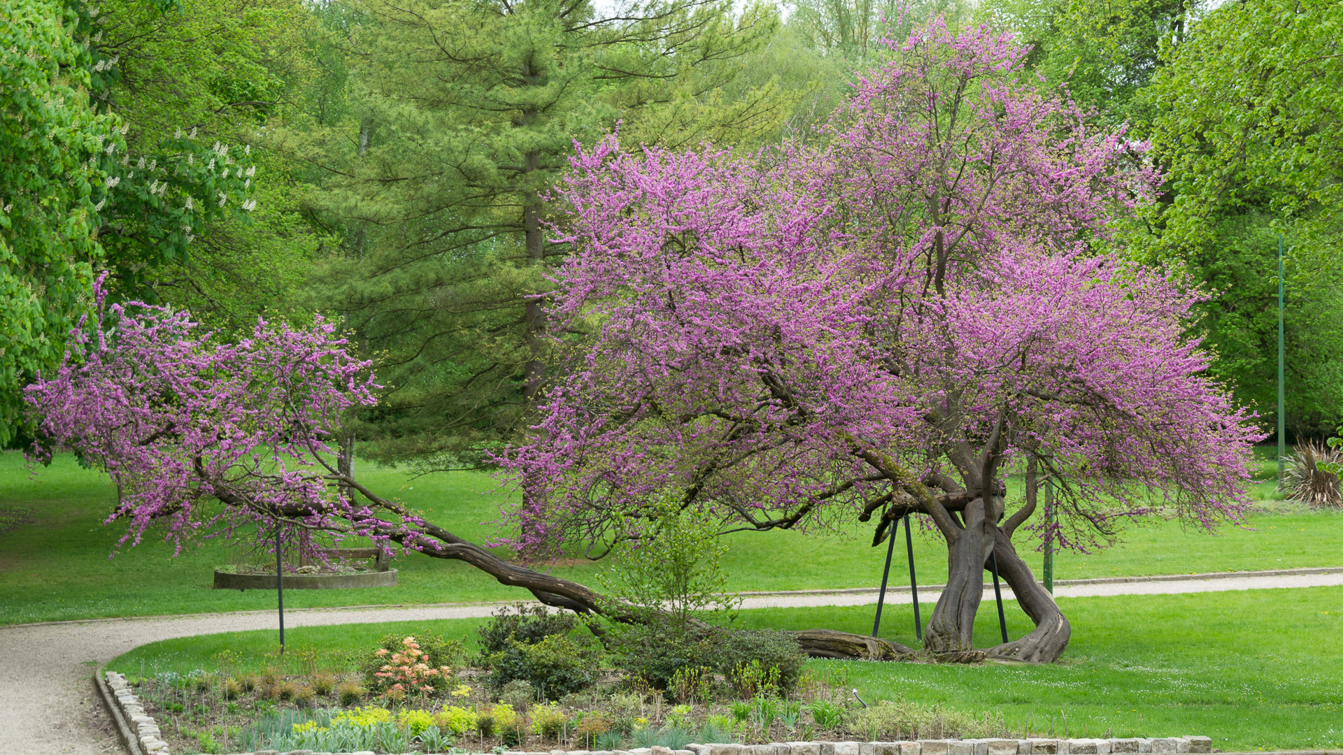 arbre en fleurs