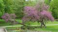 arbre en fleurs