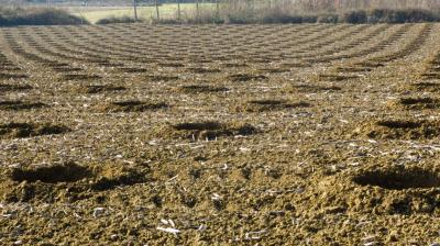 avant plantation-1310368