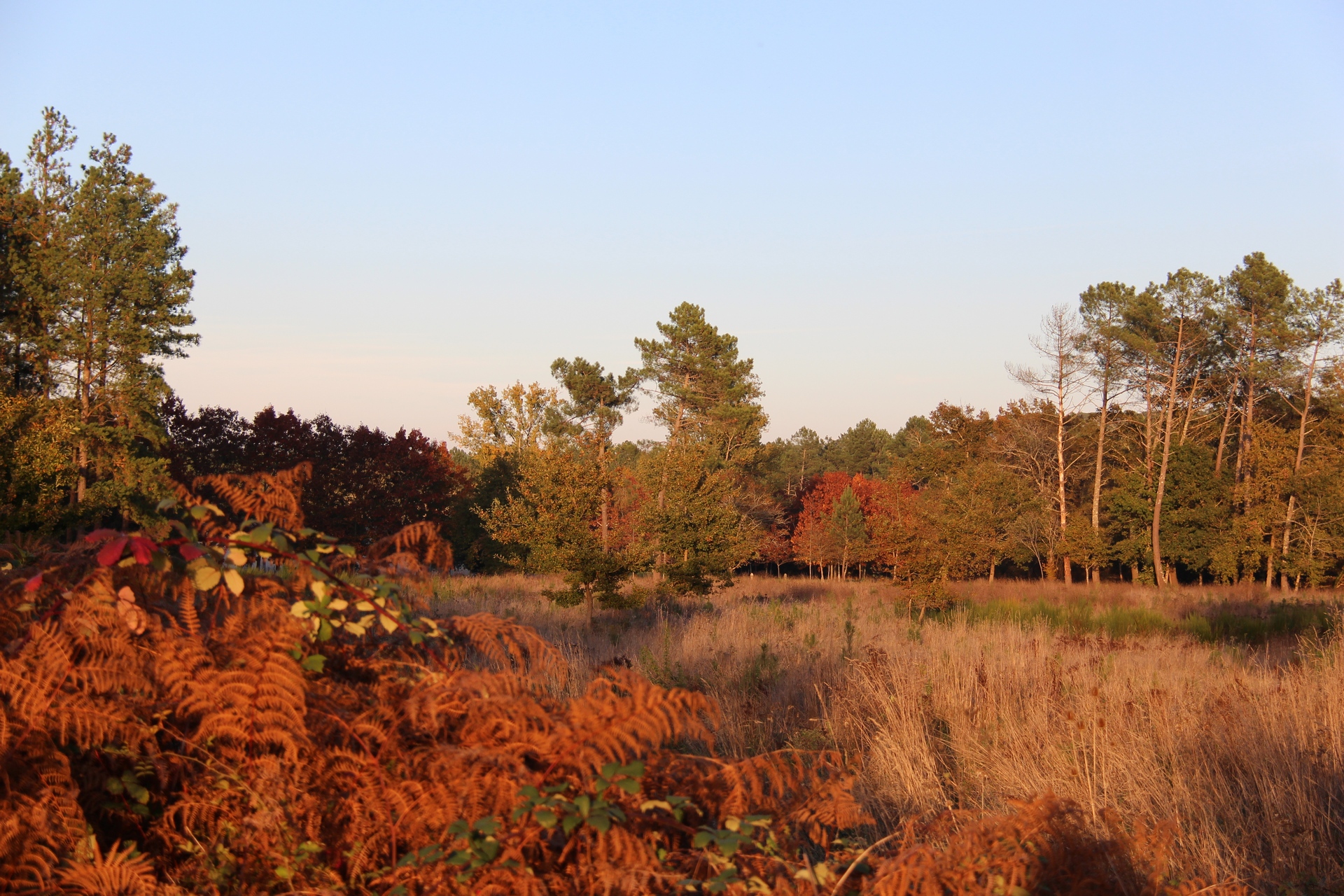 bois de réaup