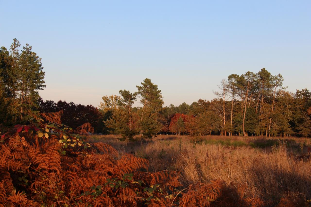 bois des landes