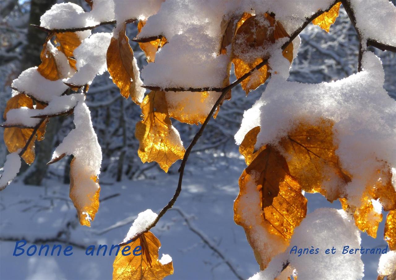 bonne année 2015
