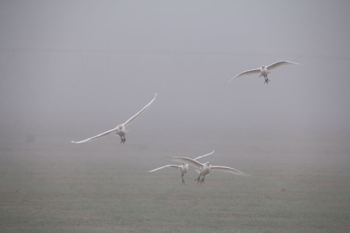 brouillard