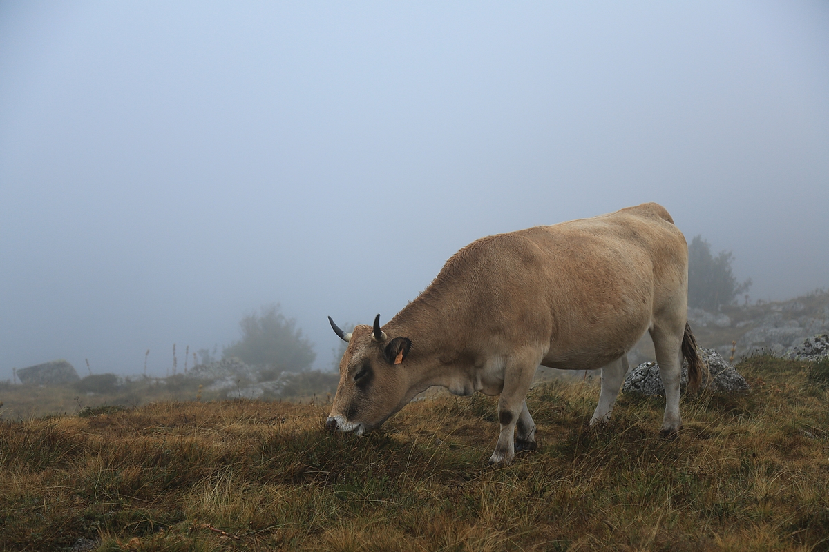 Brume sur l'Aubrac