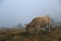 Brume sur l'Aubrac