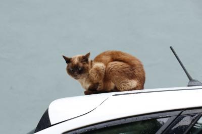 Animaux