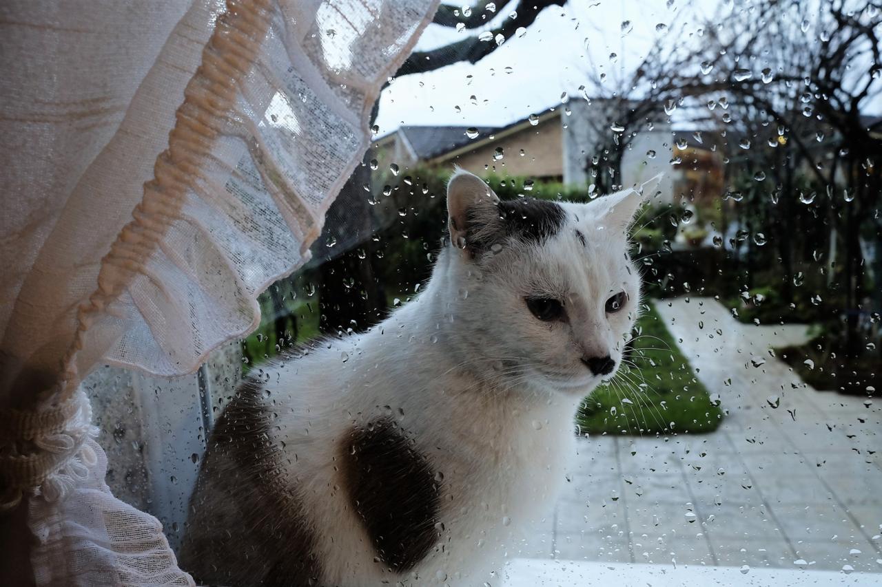 Chaska n'aime pas la pluie