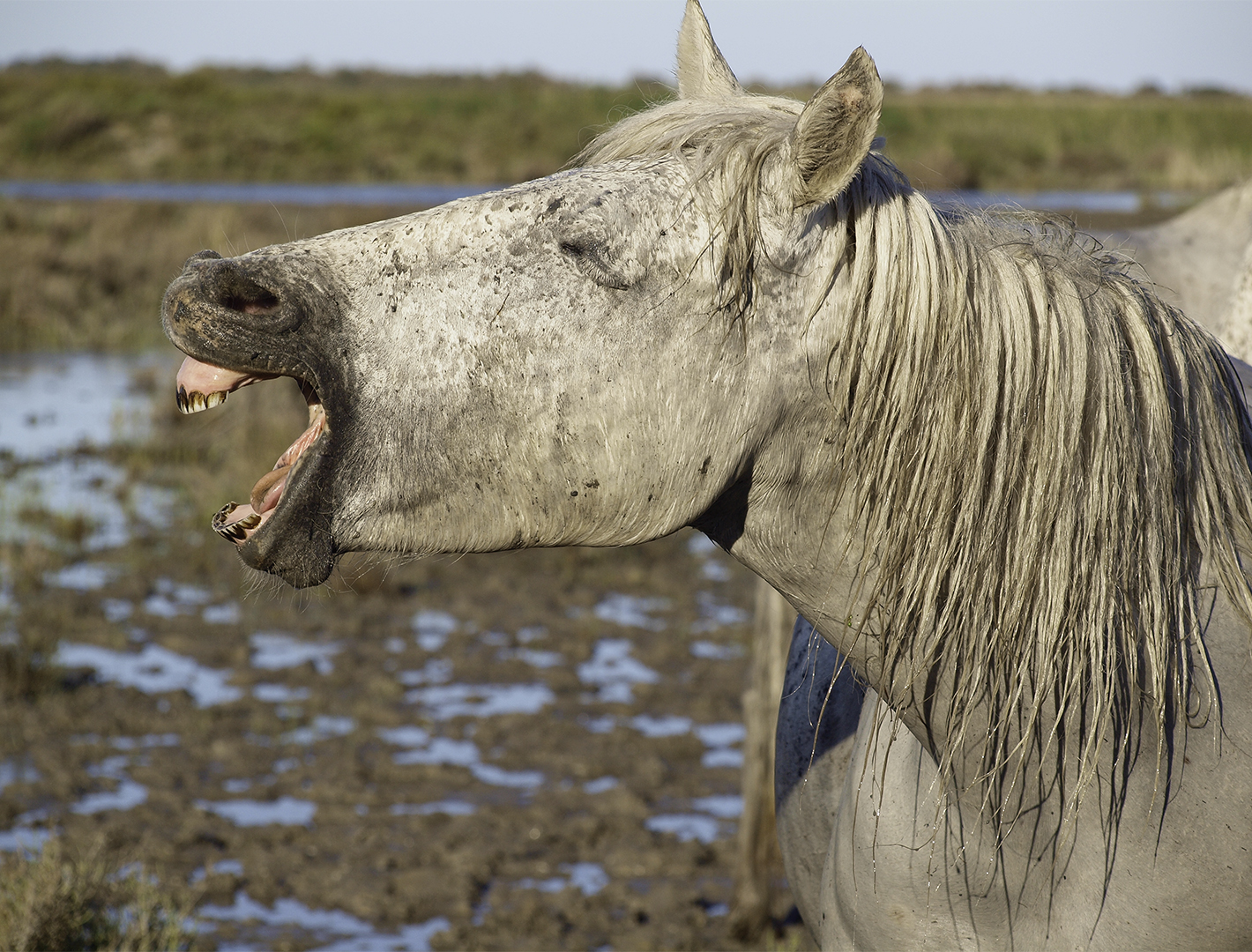 Chevaux 5