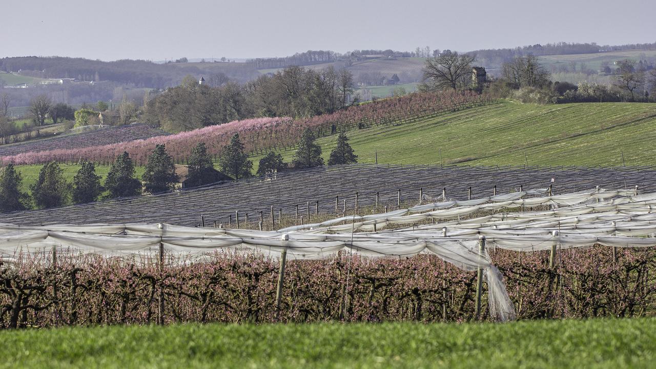 Côteau à Toutrès