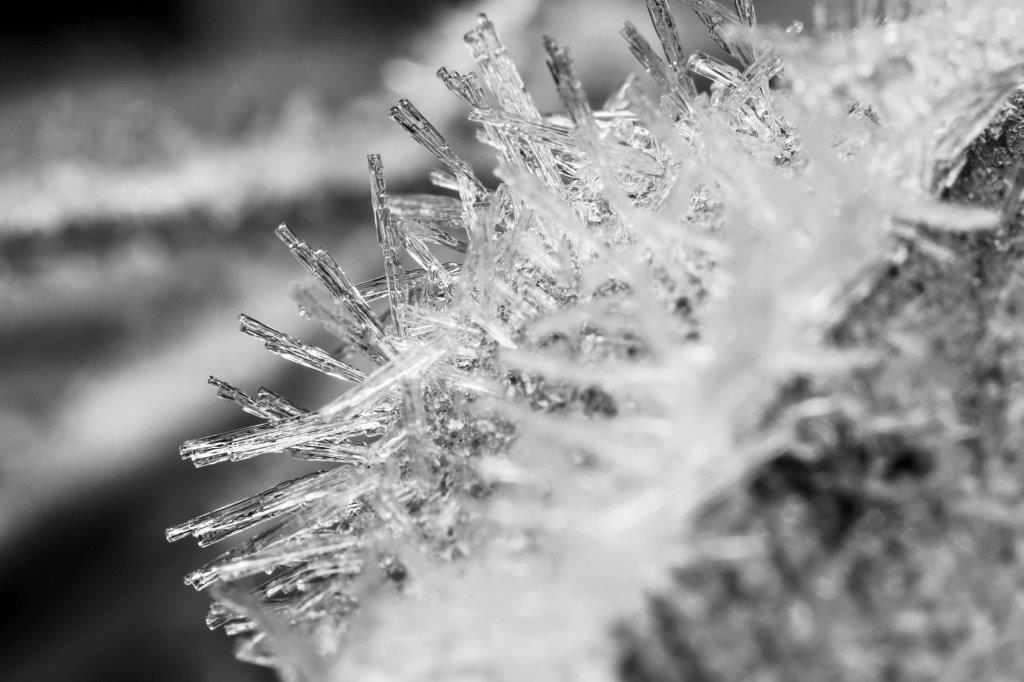 Cristaux de givre