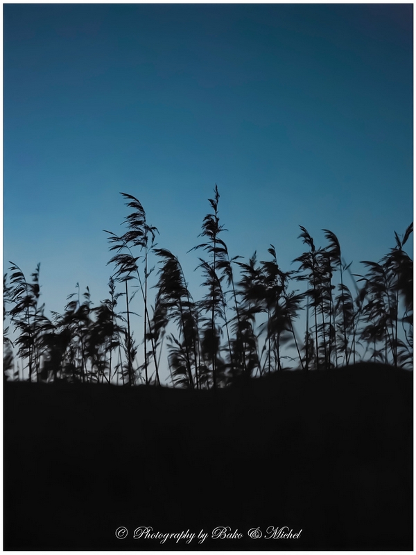 Dans le vent du matin 