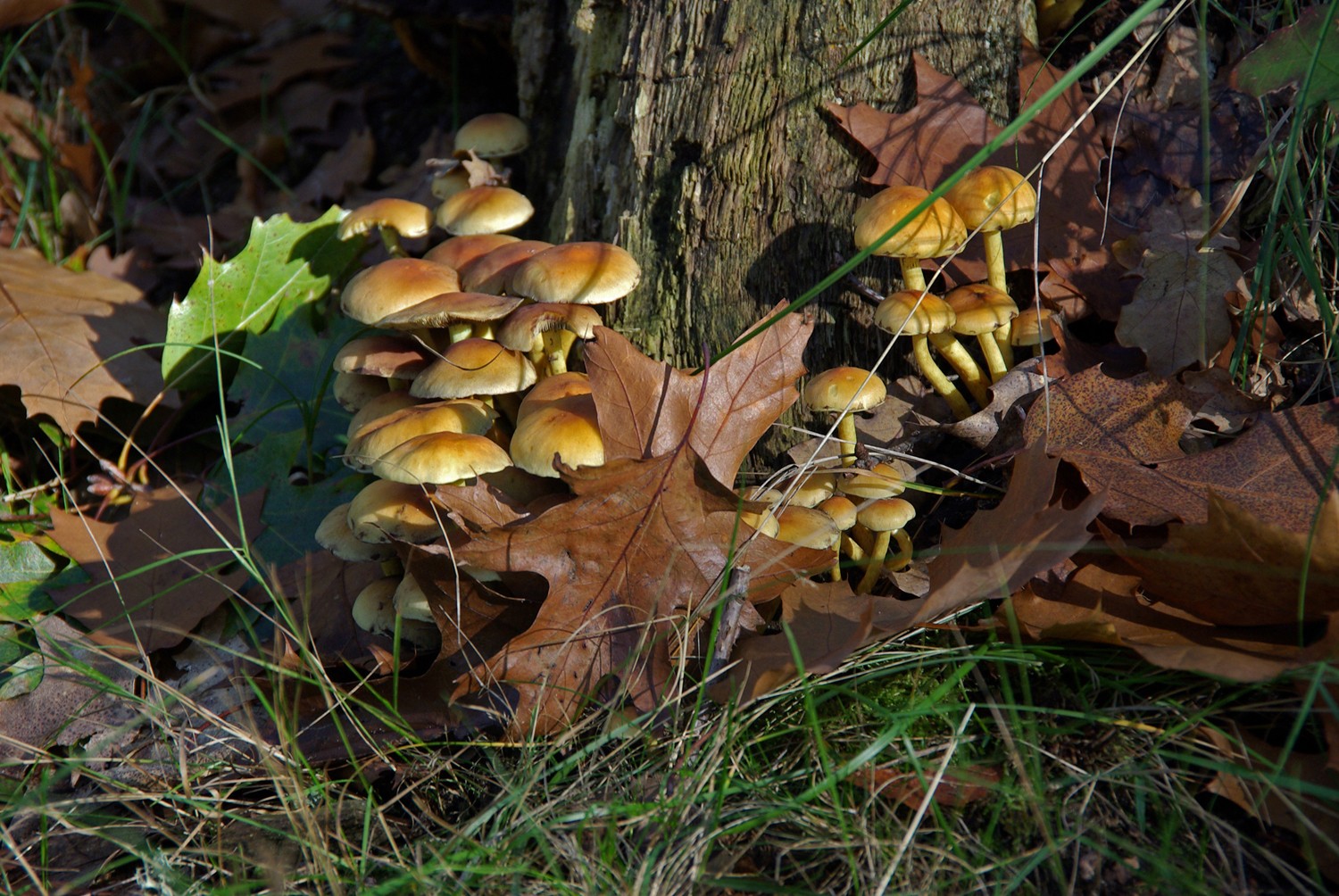 Dans les bois 1
