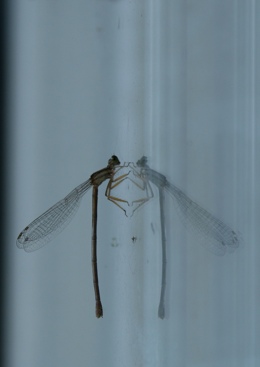danse avec mon reflet