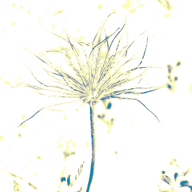 dans la prairie