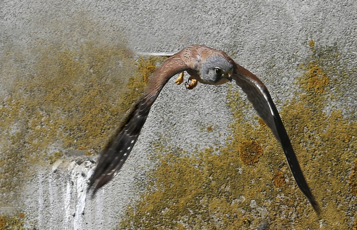 faucon crécerelle à Clairac