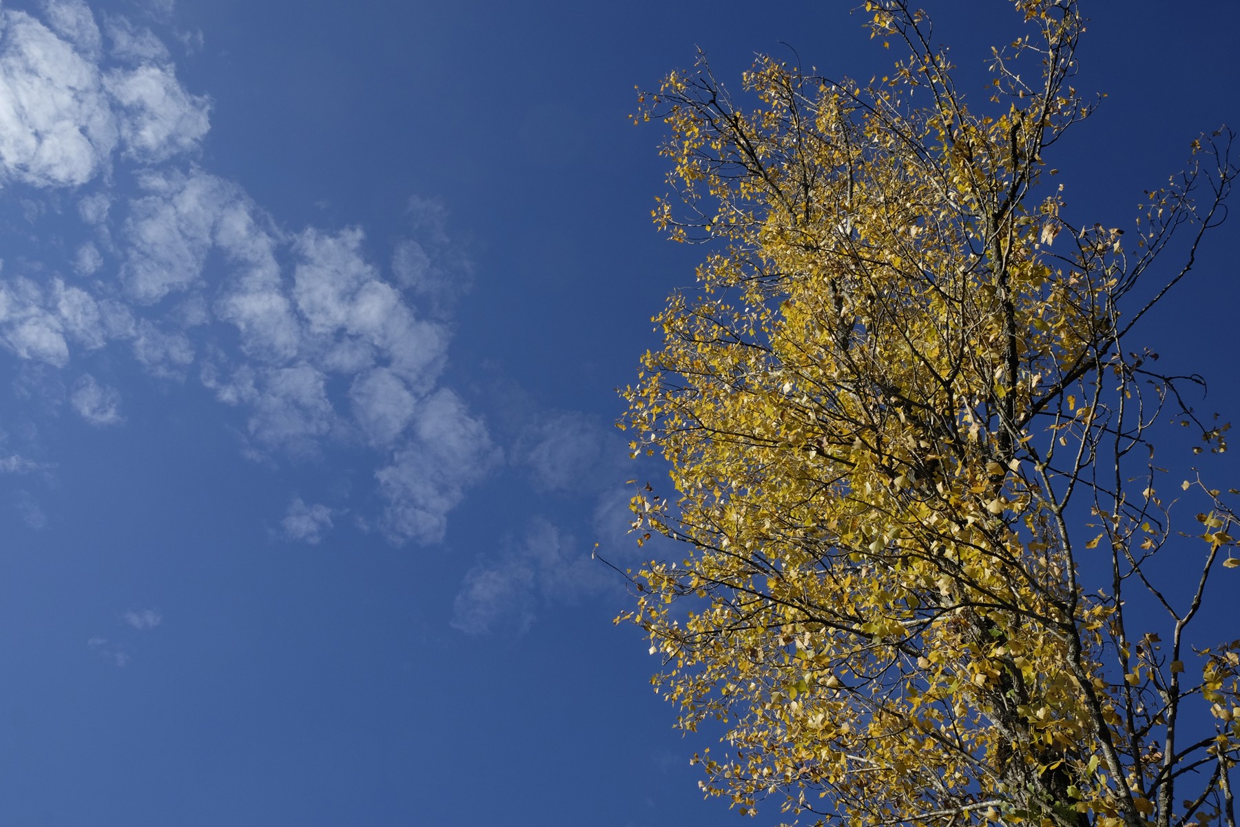 Feuilles d or