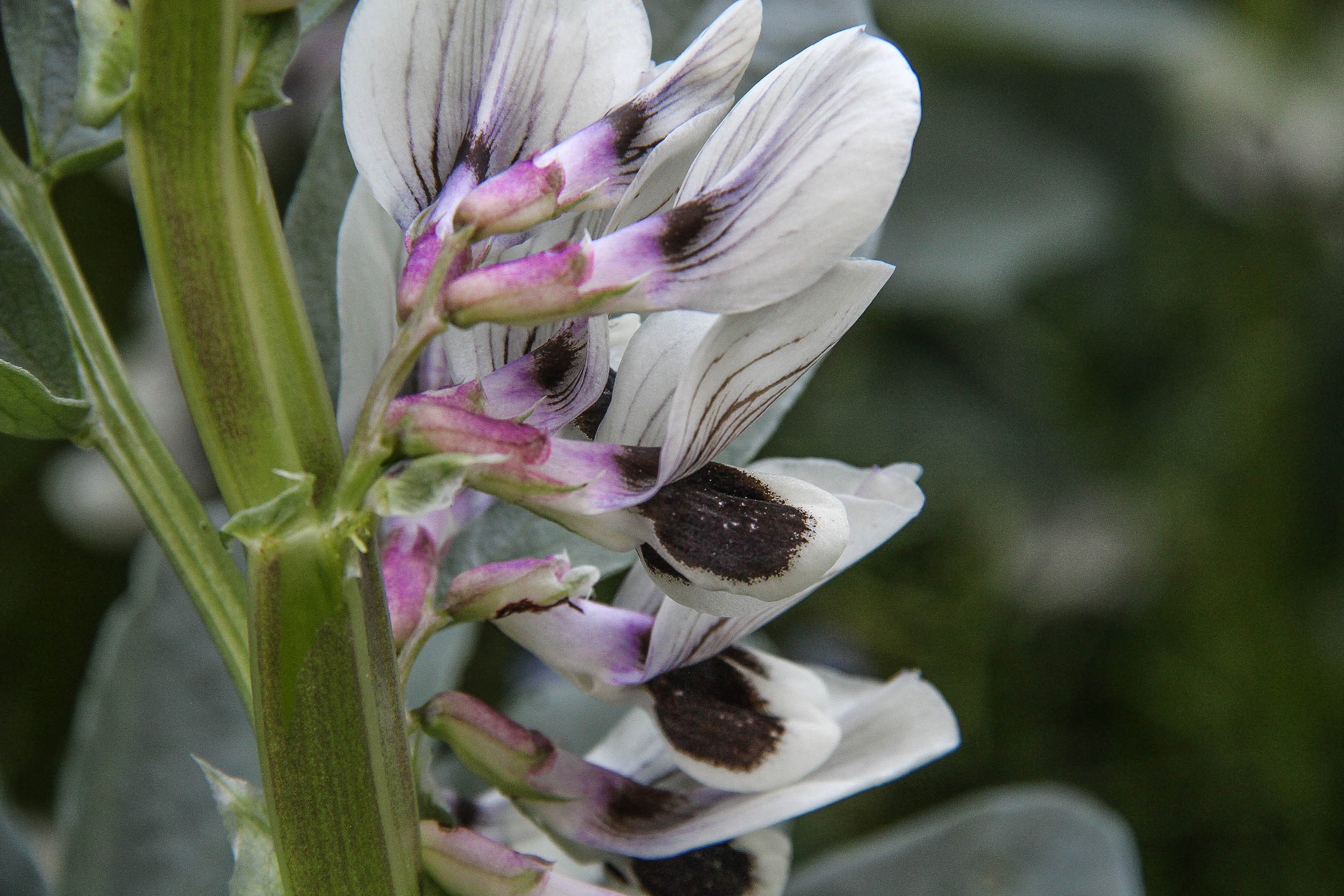 Feves en fleurs