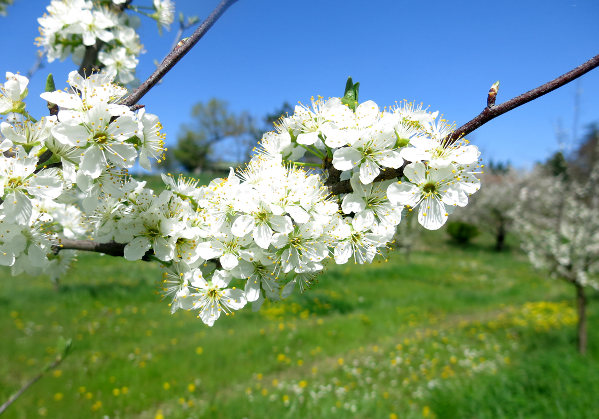 Fleurs de pommier 3