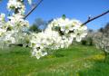 Fleurs de pommier 3