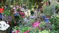 fleurs