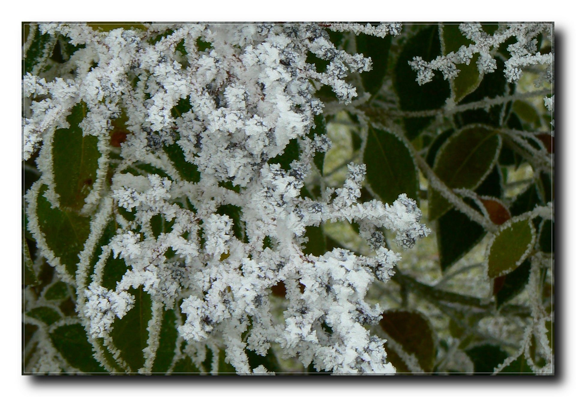 givre (2)