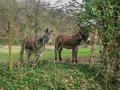 hi han tout ça pas très cheval