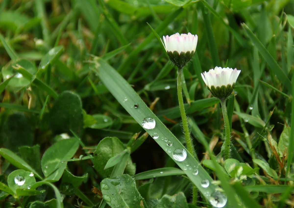 Perle de pluie pour chacune