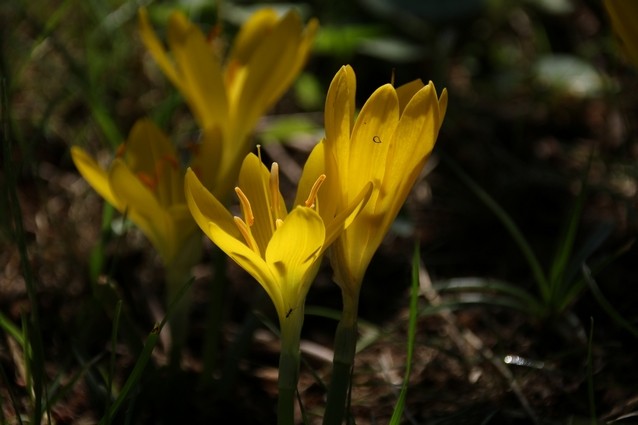 Colchiques