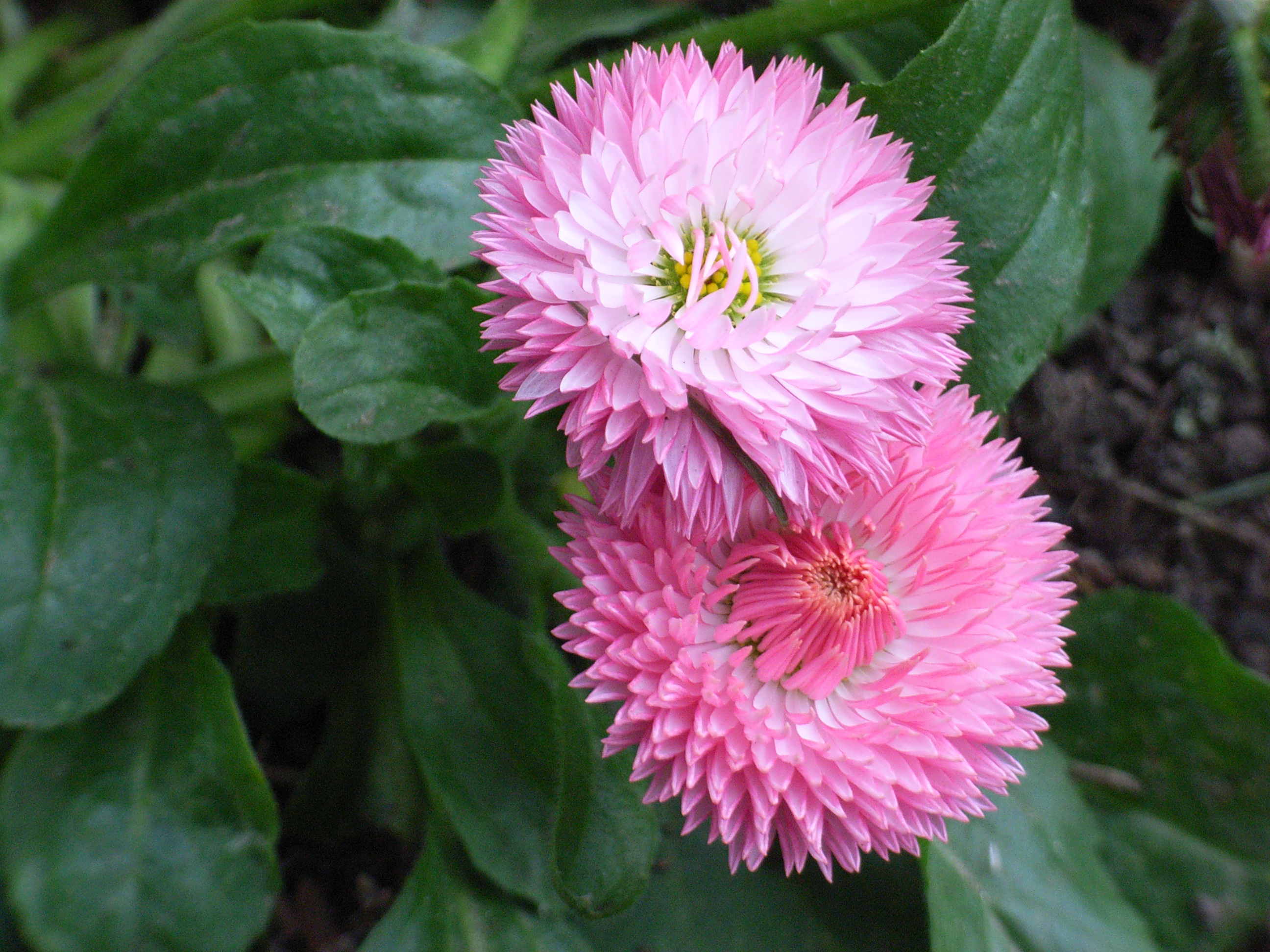 la cousine du jardin .
