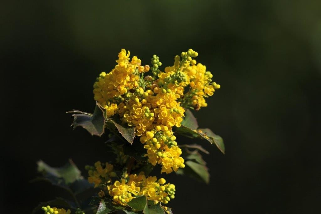 Le mahonia