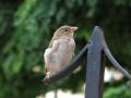 Le Piaf 