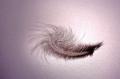 leger comme une plume