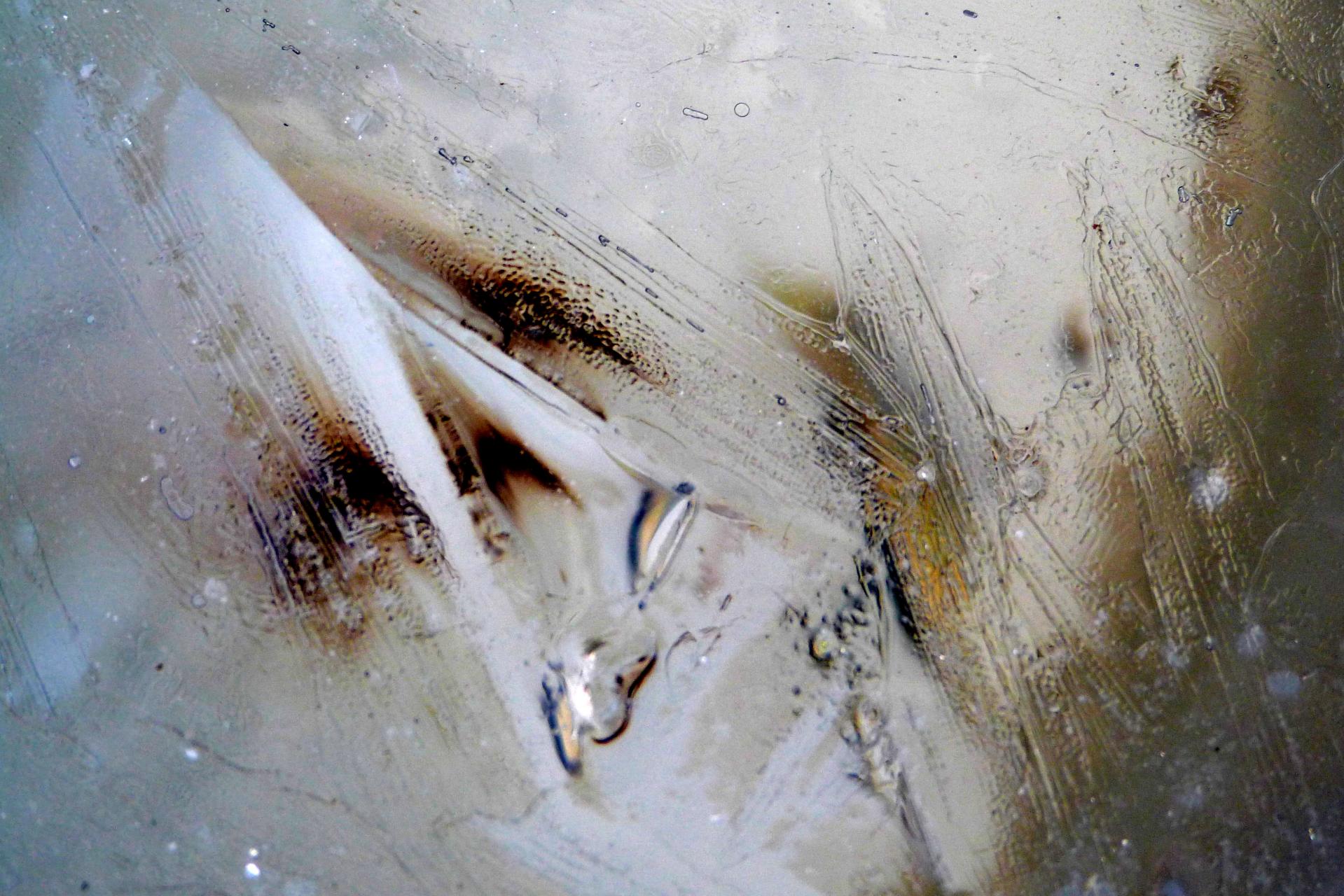 les feuilles sous la glace