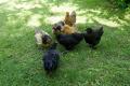 les poules du bar