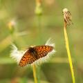 Melitae Athalia (Damier Athalie)