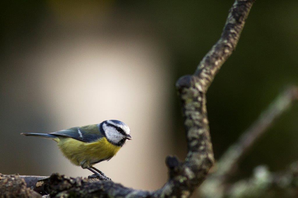 Mésange bleue