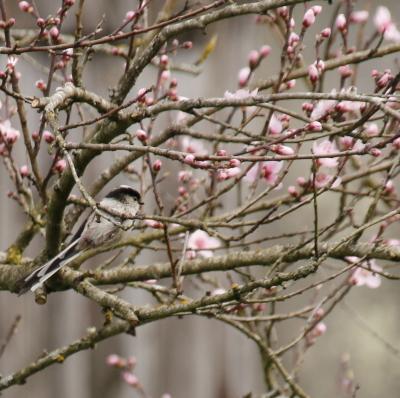 Printemps