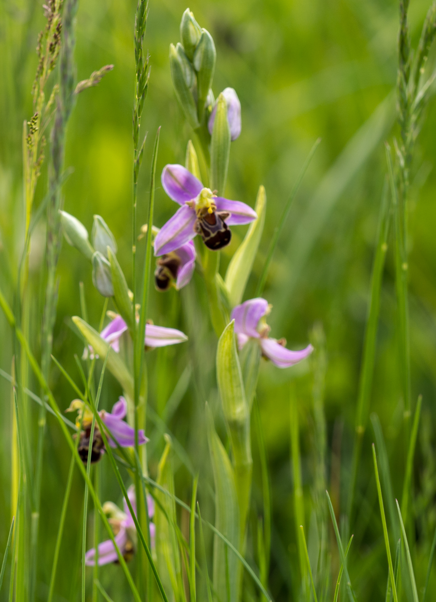 dans  la prairie