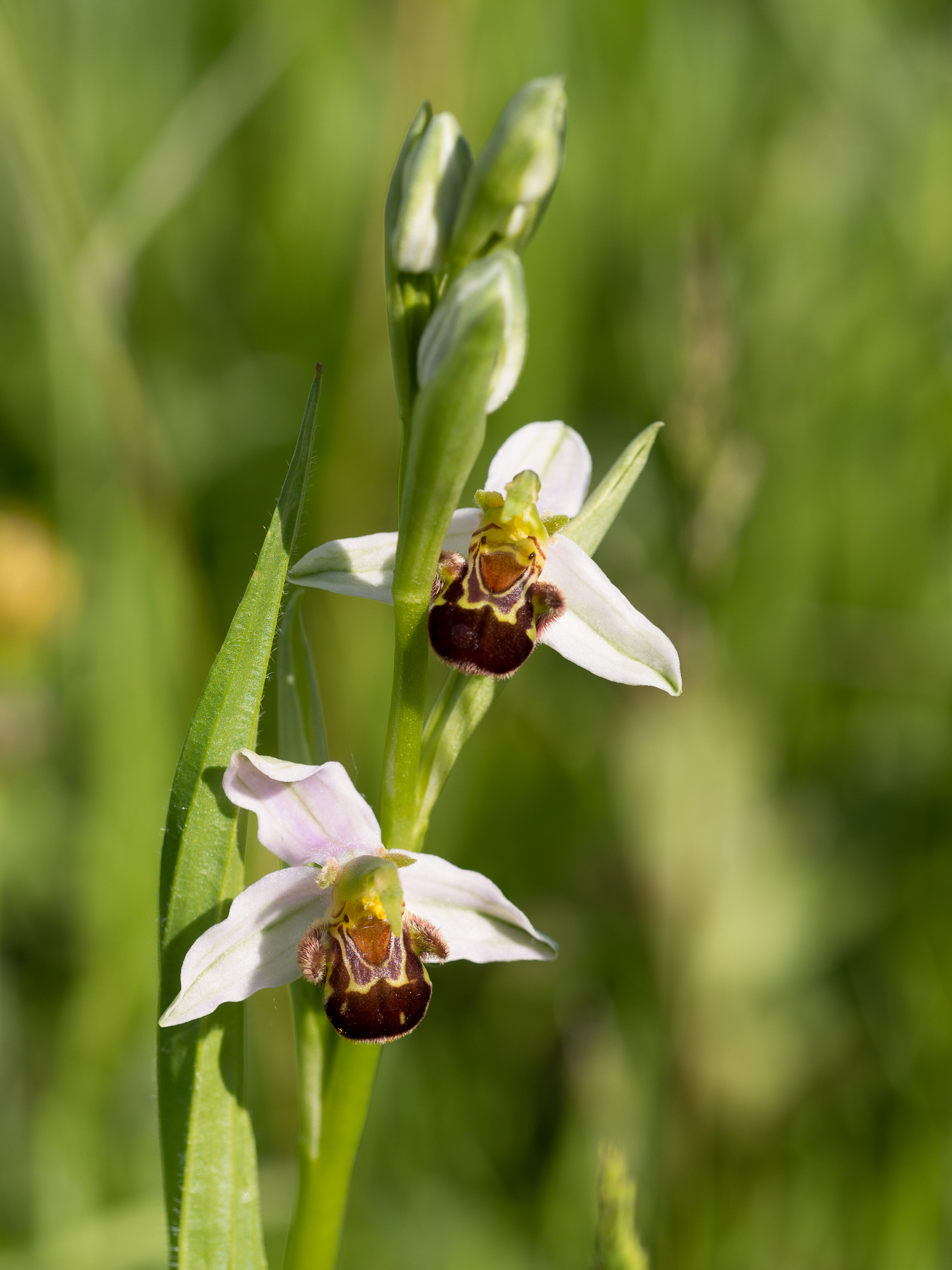 dans la prairie 2