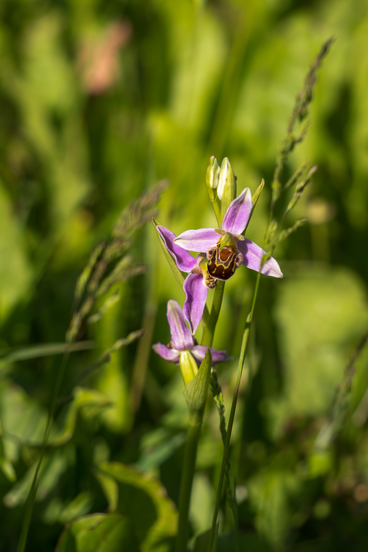 dans la prairie 3