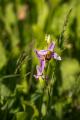 dans la prairie 3