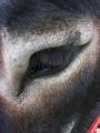 mon oeil