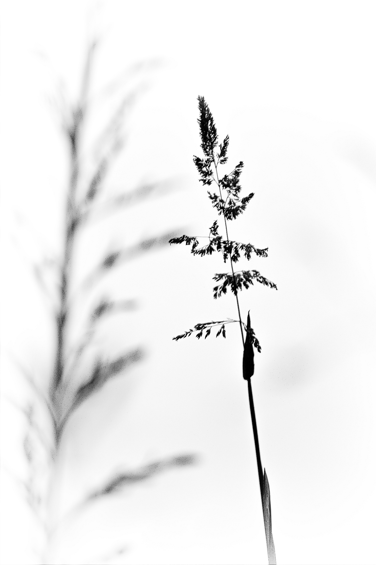 Jeux d'herbe