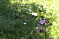 dans le jardin