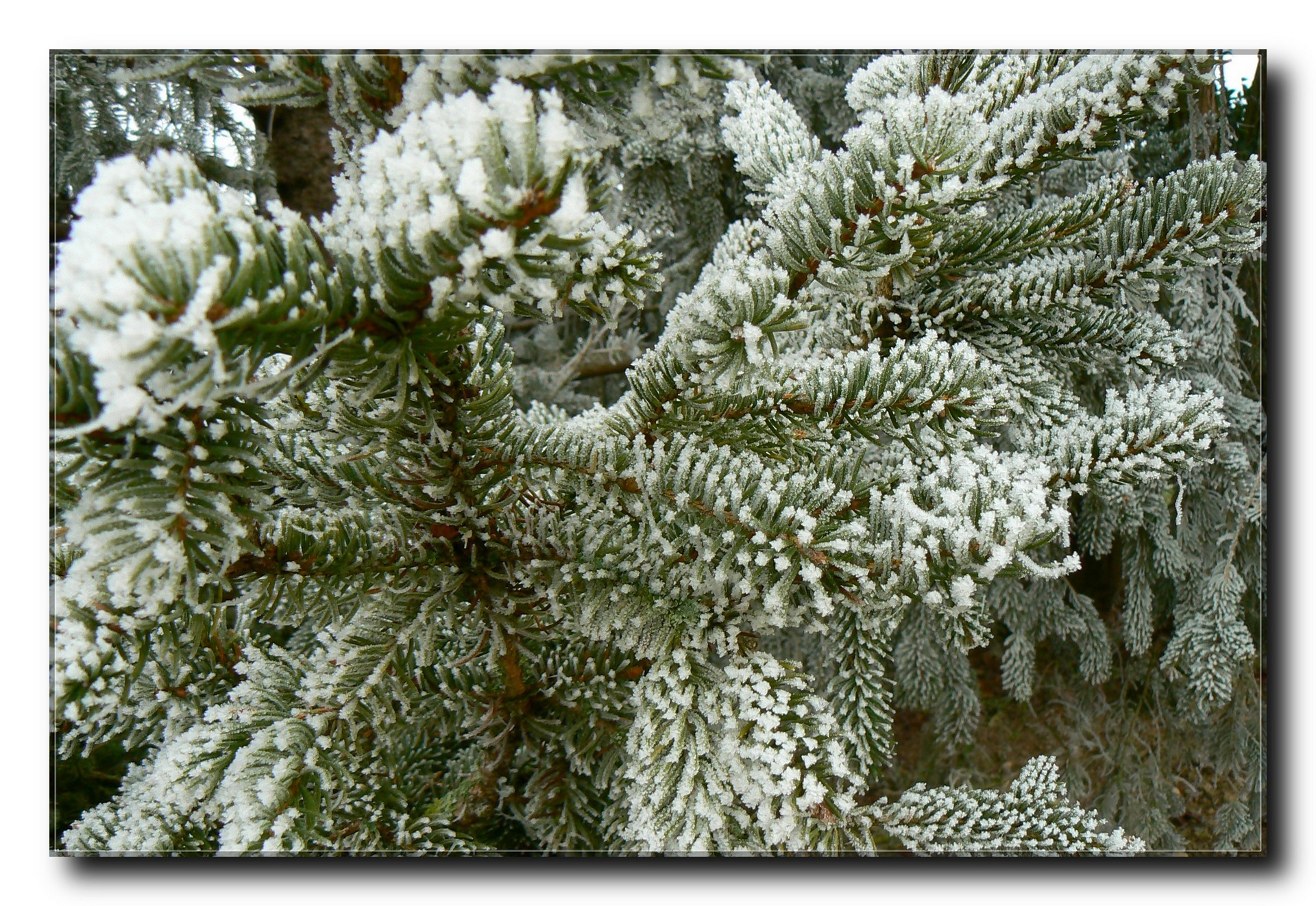P1180462 01